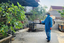 Xử lý triệt để chùm ca bệnh sốt xuất huyết tại Tranh Đấu.